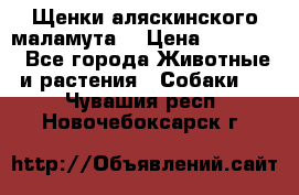 Щенки аляскинского маламута  › Цена ­ 15 000 - Все города Животные и растения » Собаки   . Чувашия респ.,Новочебоксарск г.